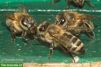 Bienen Völker mit junger Königin abzugeben