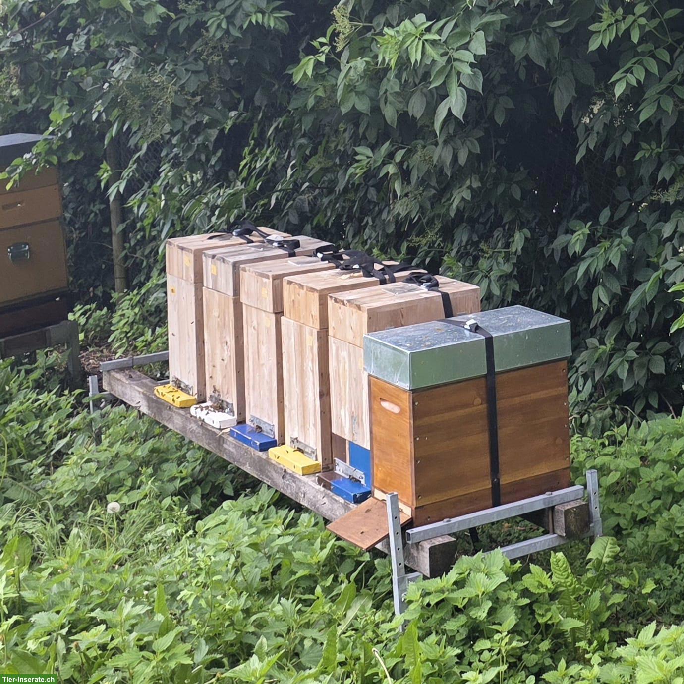 Bild 2: Bienen Völker mit junger Königin abzugeben