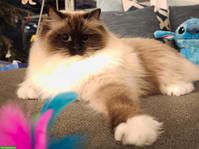 Liebes Ragdoll Geschwisterpaar sucht Traumzuhause