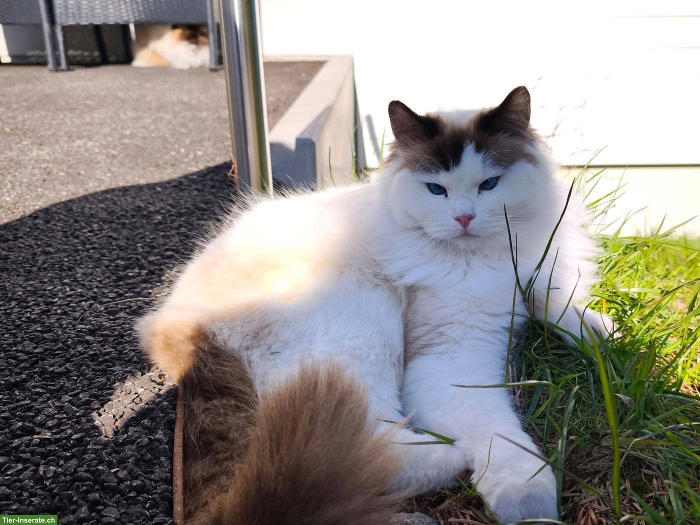 Bild 2: Liebes Ragdoll Geschwisterpaar sucht Traumzuhause