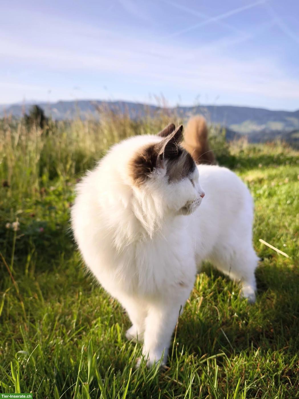 Bild 3: Liebes Ragdoll Geschwisterpaar sucht Traumzuhause