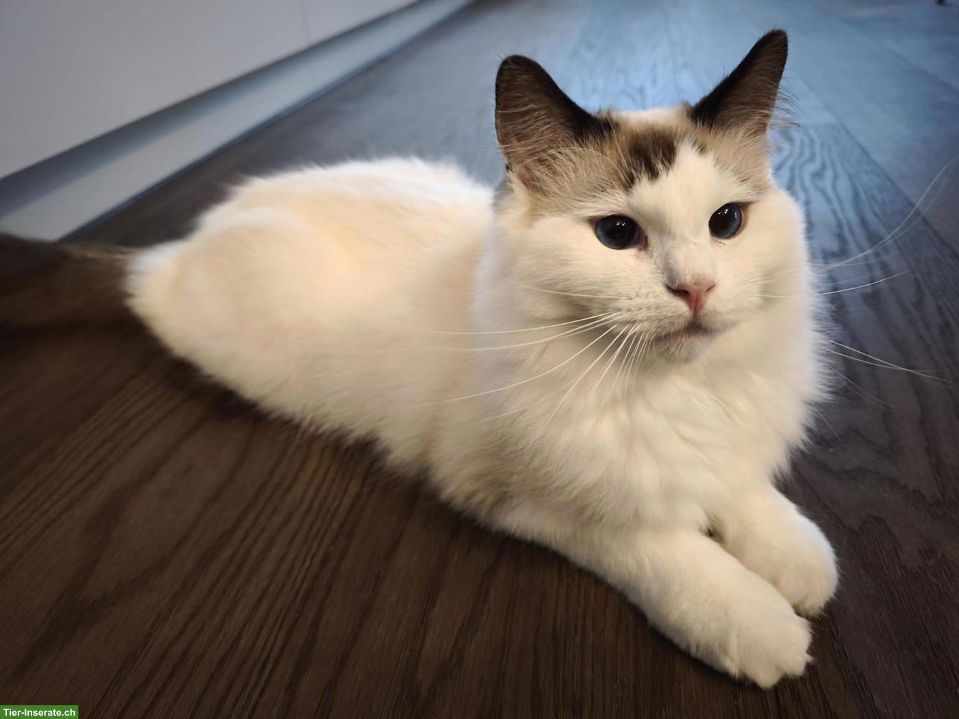 Bild 4: Liebes Ragdoll Geschwisterpaar sucht Traumzuhause