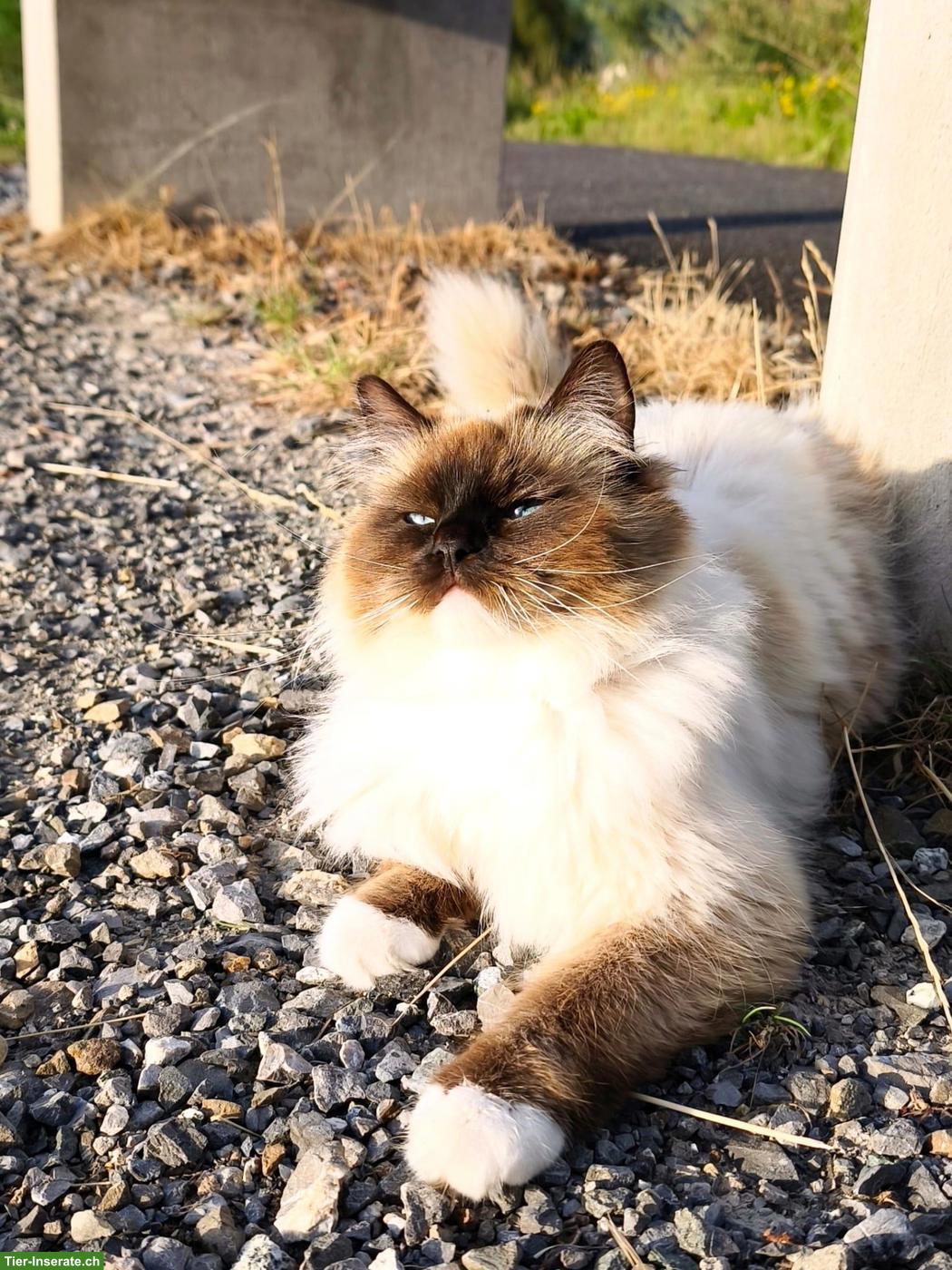 Bild 5: Liebes Ragdoll Geschwisterpaar sucht Traumzuhause