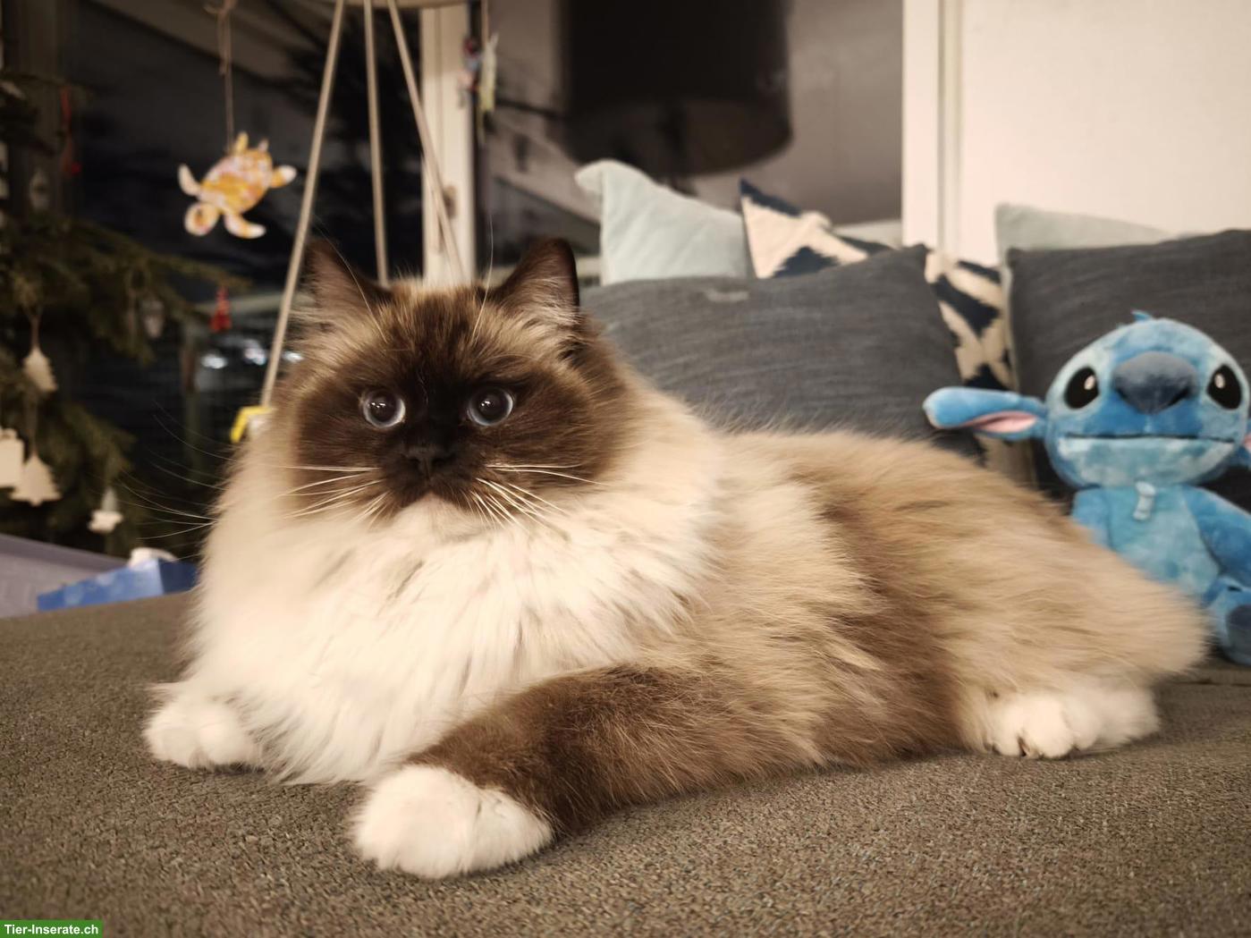 Bild 6: Liebes Ragdoll Geschwisterpaar sucht Traumzuhause