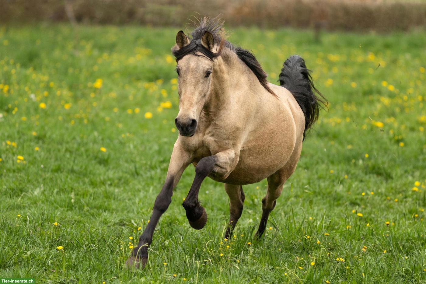 PRE Buckskin Stute, super lieb, kopfklar, freundlich