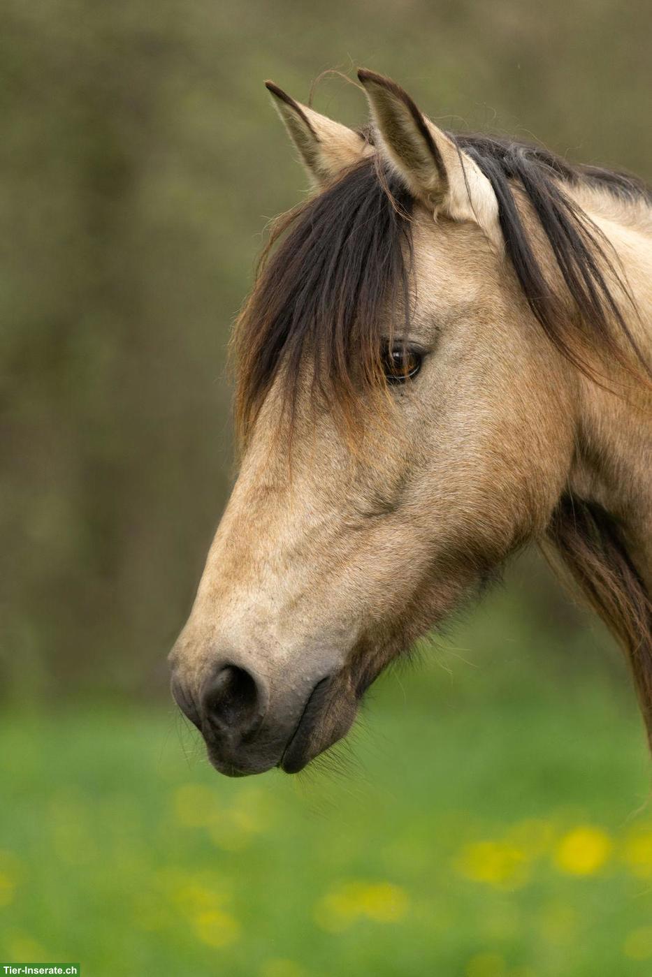 Bild 2: PRE Buckskin Stute, super lieb, kopfklar, freundlich