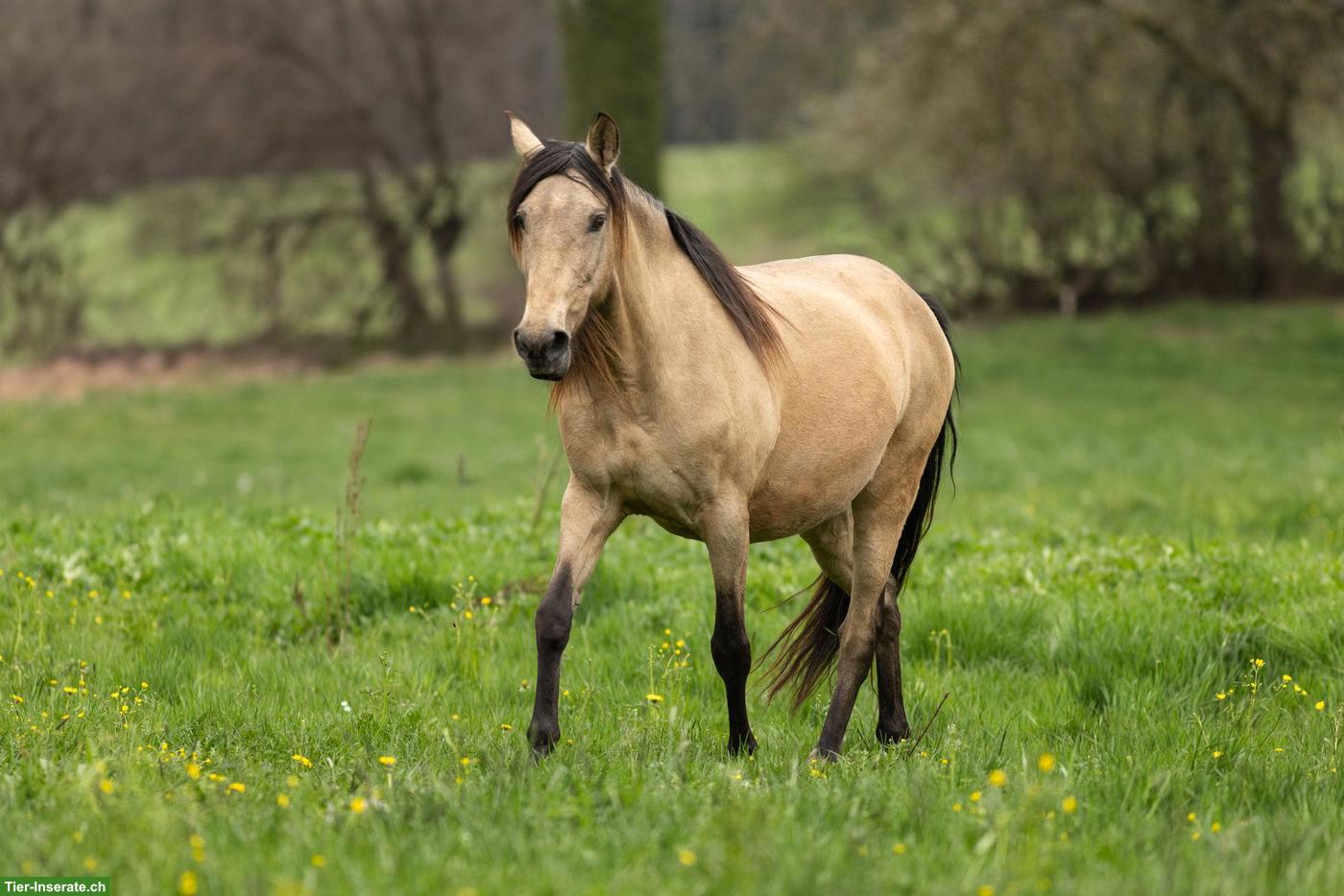 Bild 3: PRE Buckskin Stute, super lieb, kopfklar, freundlich