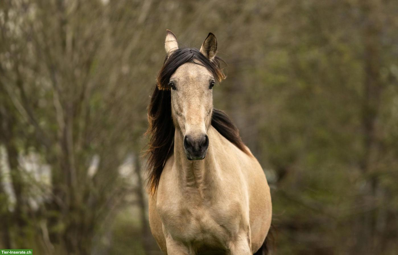 Bild 4: PRE Buckskin Stute, super lieb, kopfklar, freundlich