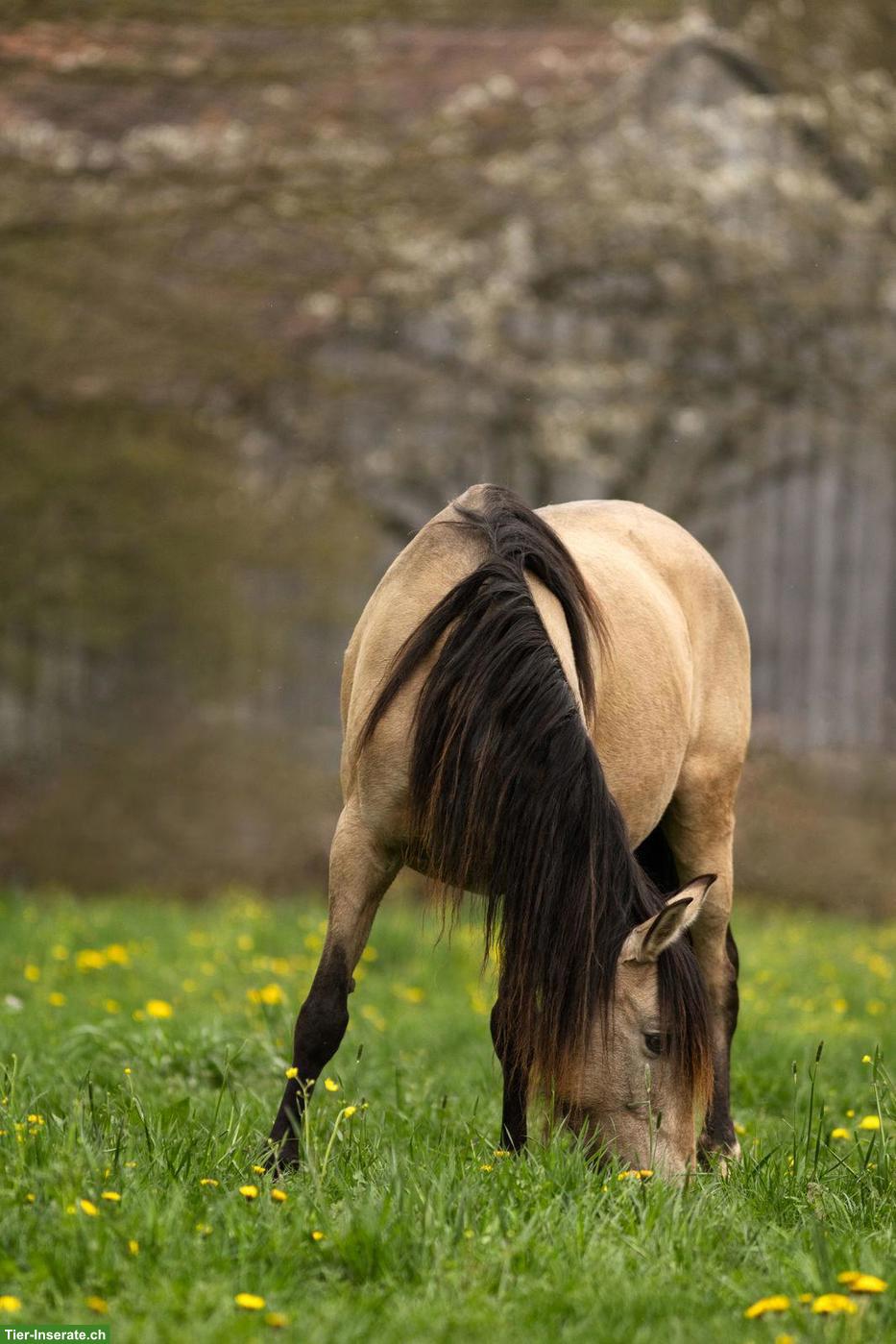 Bild 5: PRE Buckskin Stute, super lieb, kopfklar, freundlich