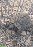 24-jähriges Griechische Landschildkröten Männchen zu verkaufen