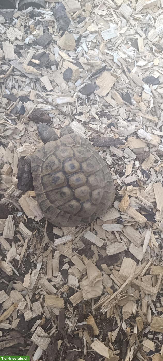 Bild 2: 24-jähriges Griechische Landschildkröten Männchen zu verkaufen