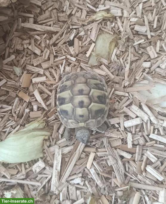 Junge Griechische Landschildkröten Ladys zu verkaufen