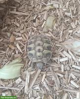 Junge Griechische Landschildkröten Ladys zu verkaufen