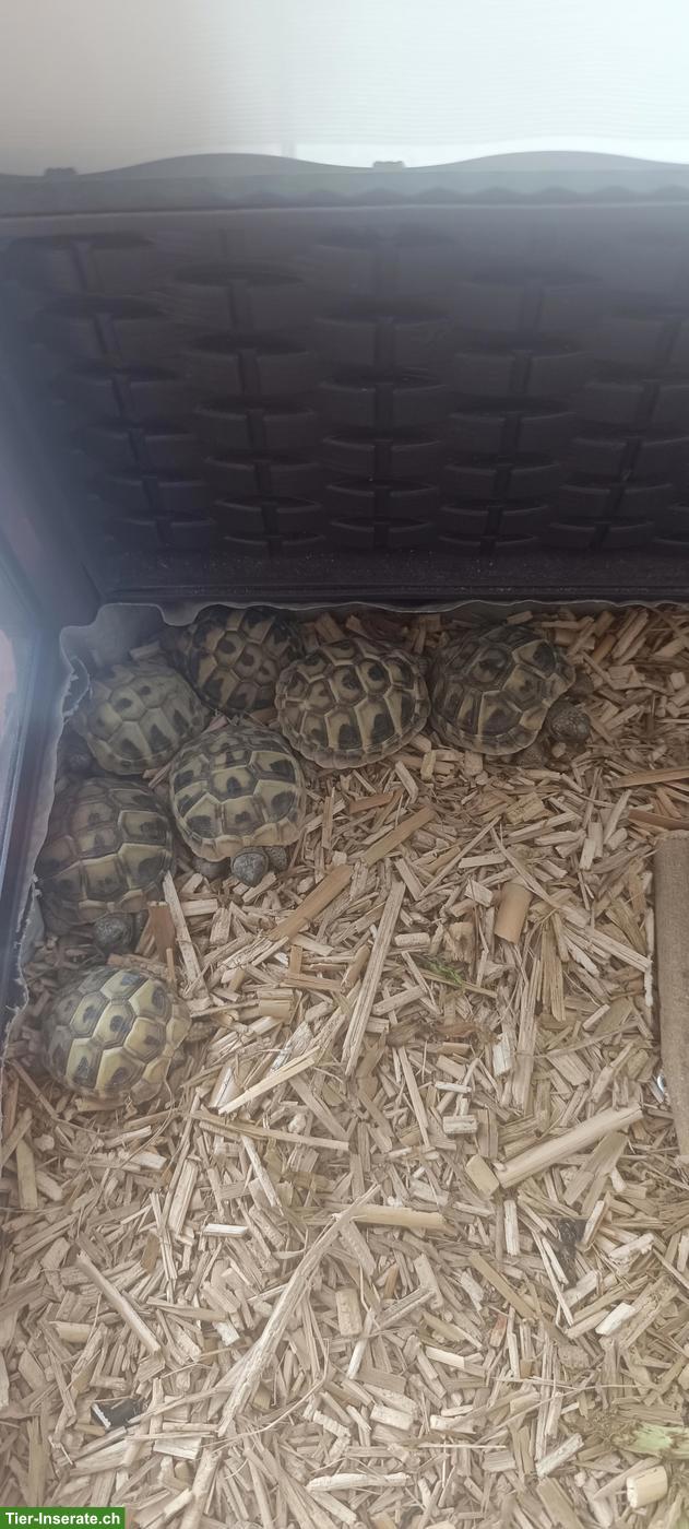 Bild 2: Junge Griechische Landschildkröten Ladys zu verkaufen