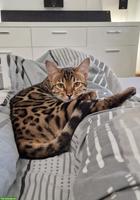 Bengal Kater, 4-jährig, mit Herz auf dem Fell