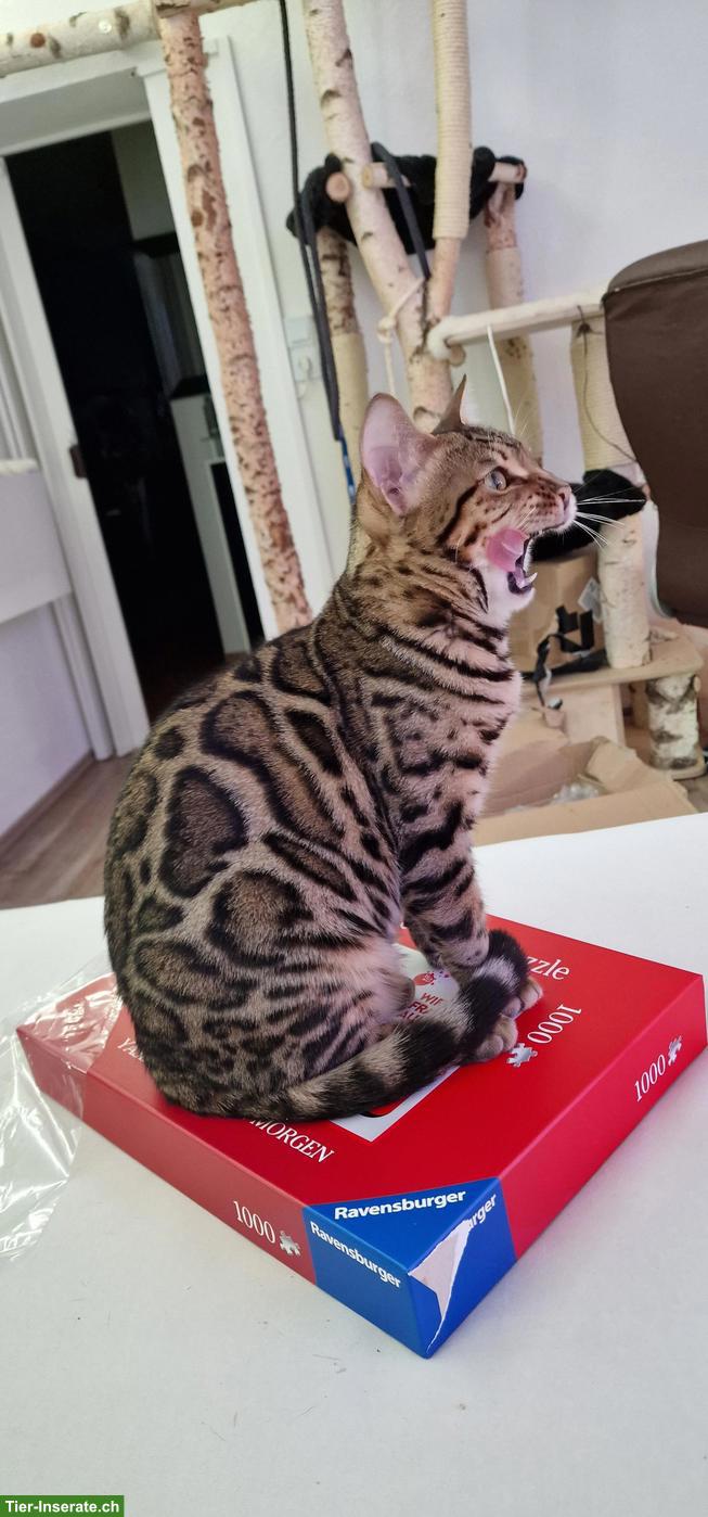 Bild 2: Bengal Kater, 4-jährig, mit Herz auf dem Fell