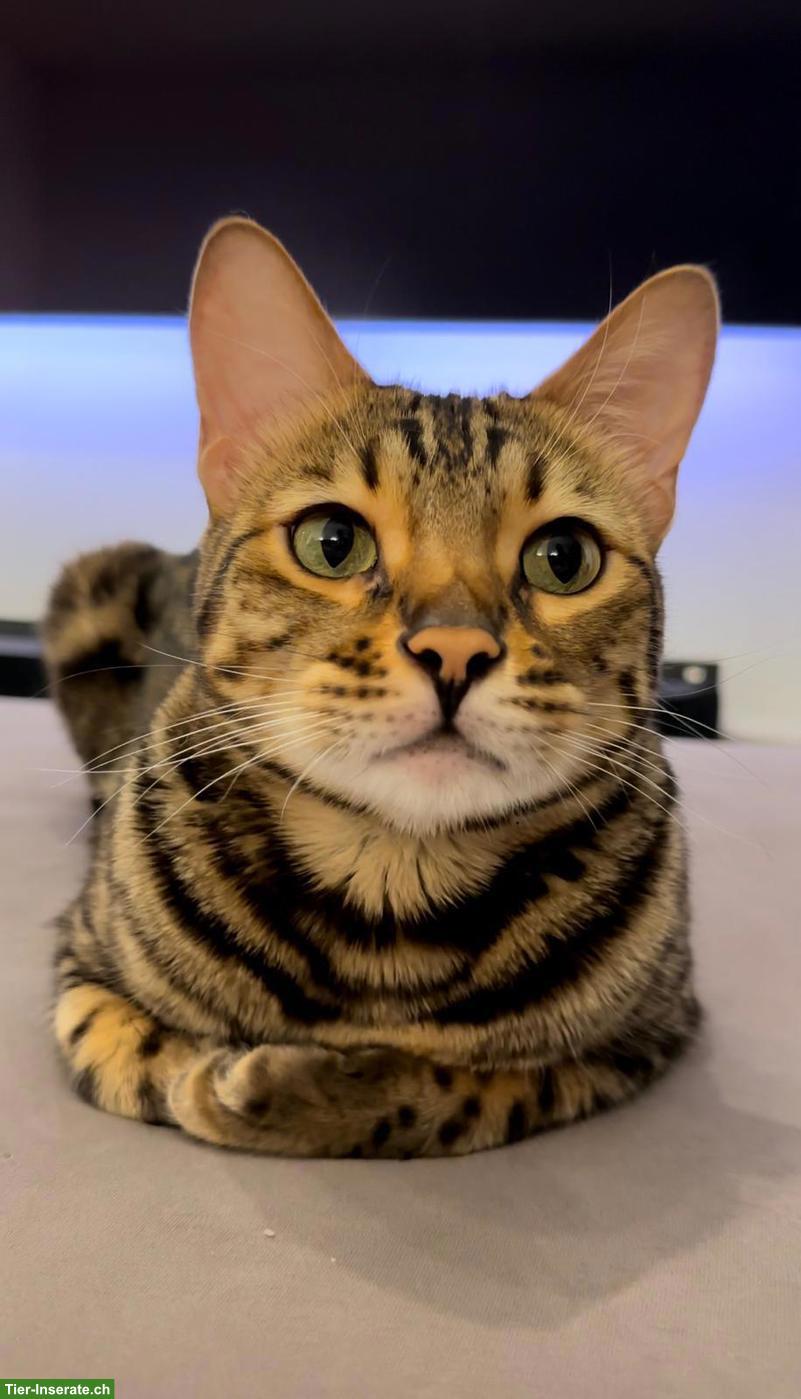 Bild 3: Bengal Kater, 4-jährig, mit Herz auf dem Fell