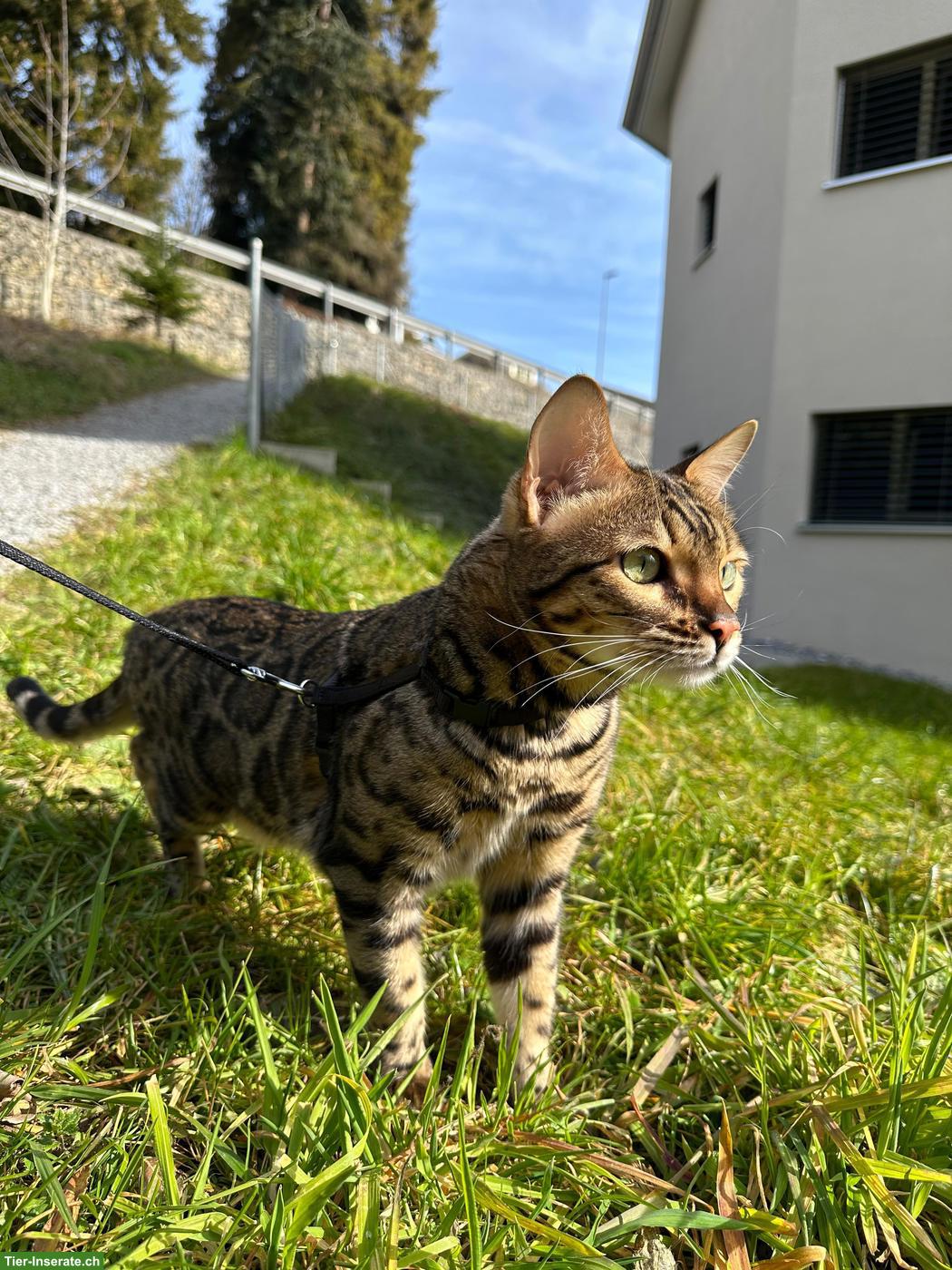 Bild 4: Bengal Kater, 4-jährig, mit Herz auf dem Fell