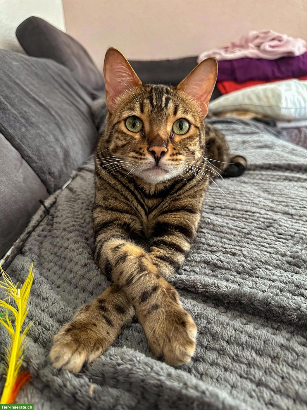 Bild 5: Bengal Kater, 4-jährig, mit Herz auf dem Fell
