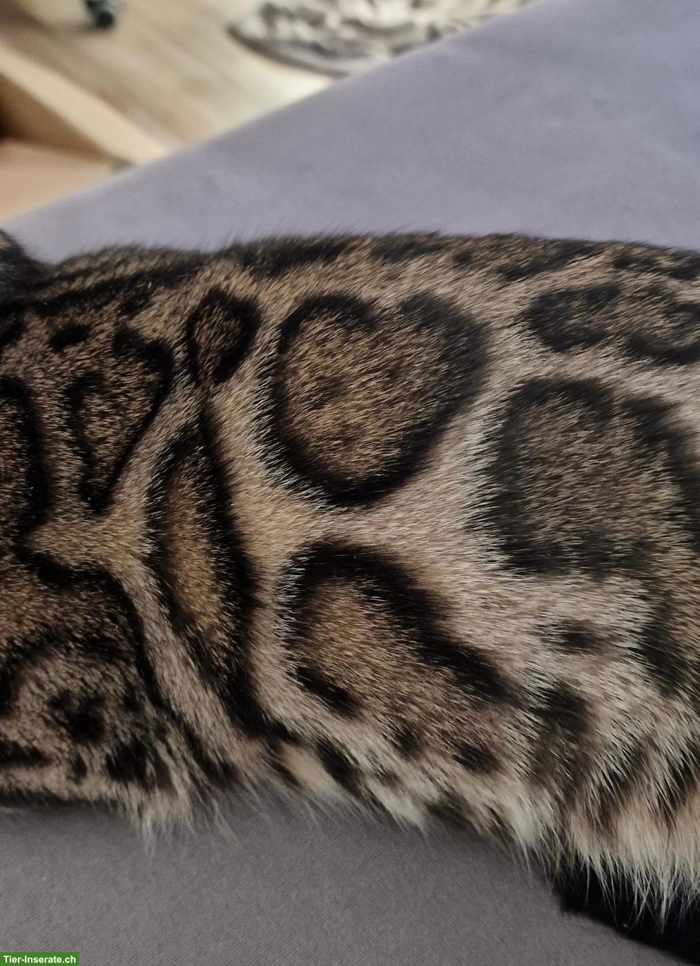 Bild 6: Bengal Kater, 4-jährig, mit Herz auf dem Fell