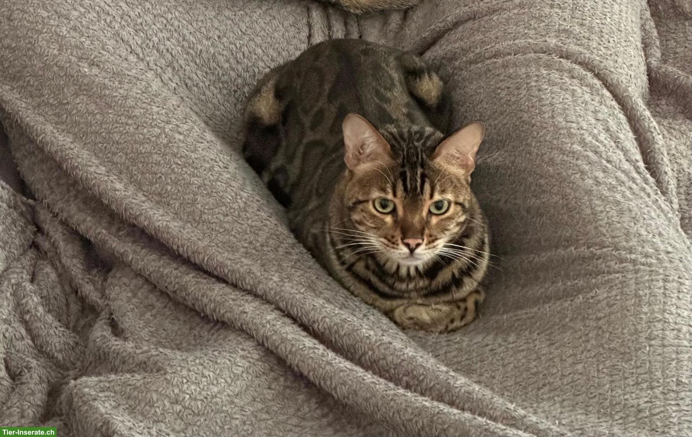 Bild 7: Bengal Kater, 4-jährig, mit Herz auf dem Fell