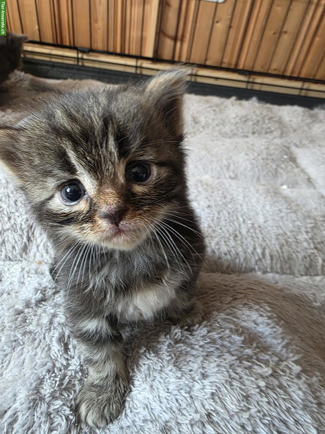 Maine Coon x Ragdoll Mix Kitten abzugeben