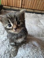 Maine Coon x Ragdoll Mix Kitten abzugeben
