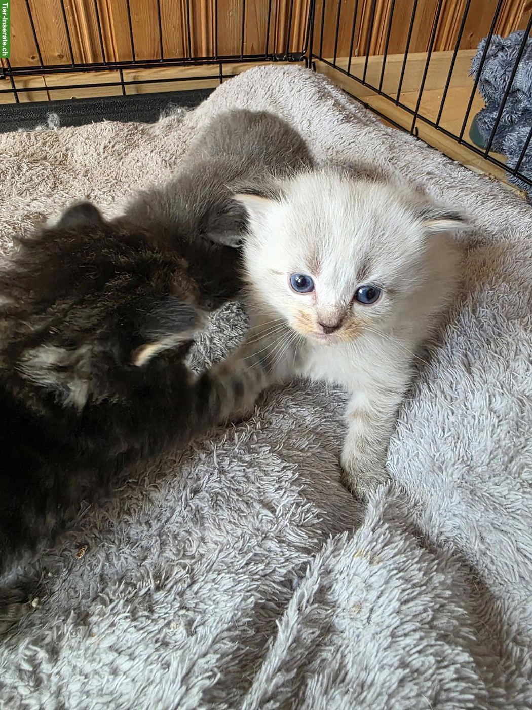 Bild 2: Maine Coon x Ragdoll Mix Kitten abzugeben