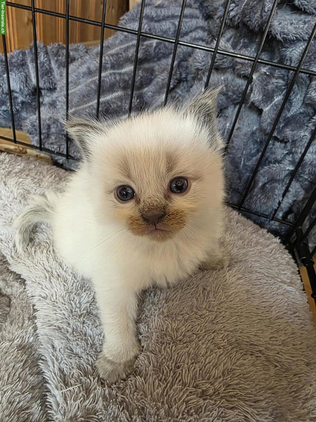 Bild 3: Maine Coon x Ragdoll Mix Kitten abzugeben