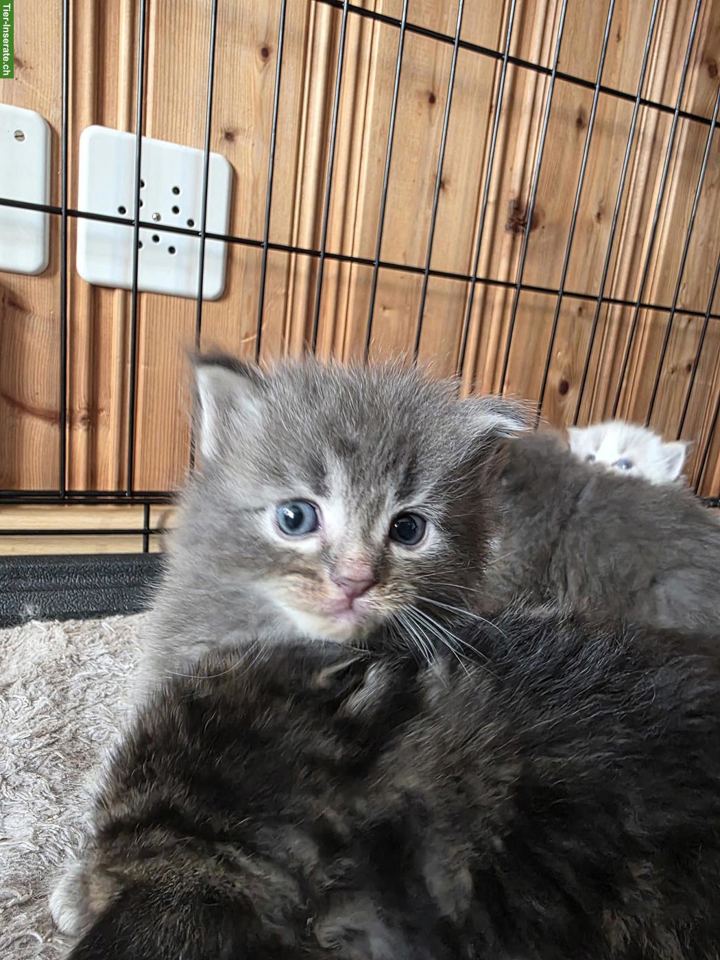Bild 4: Maine Coon x Ragdoll Mix Kitten abzugeben