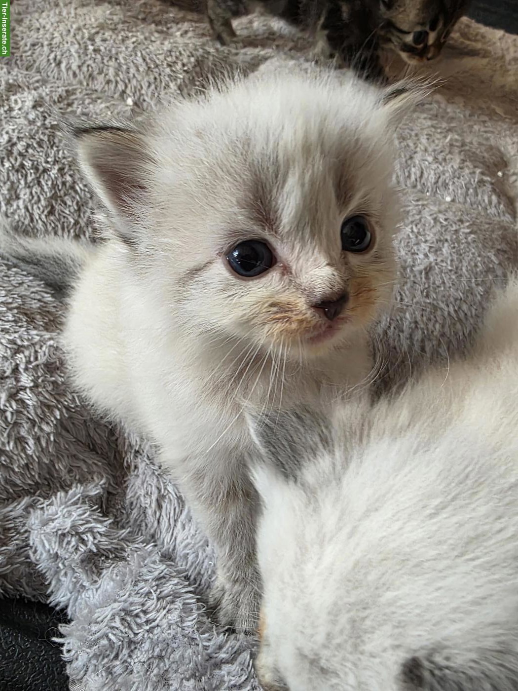 Bild 5: Maine Coon x Ragdoll Mix Kitten abzugeben