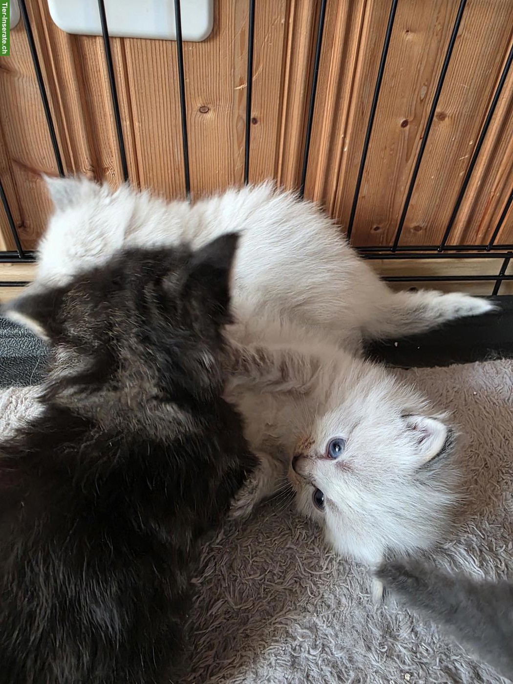 Bild 6: Maine Coon x Ragdoll Mix Kitten abzugeben
