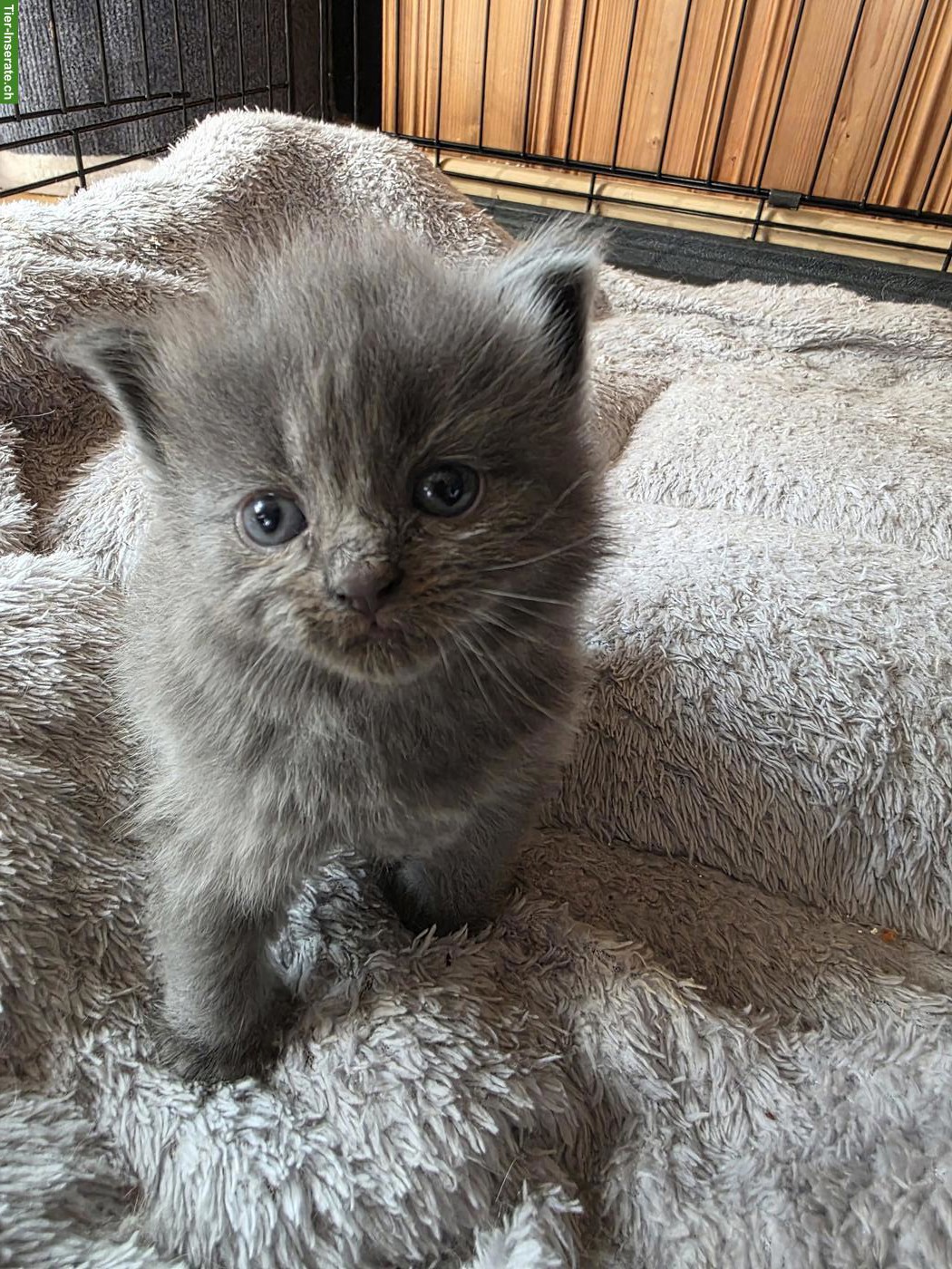 Bild 7: Maine Coon x Ragdoll Mix Kitten abzugeben