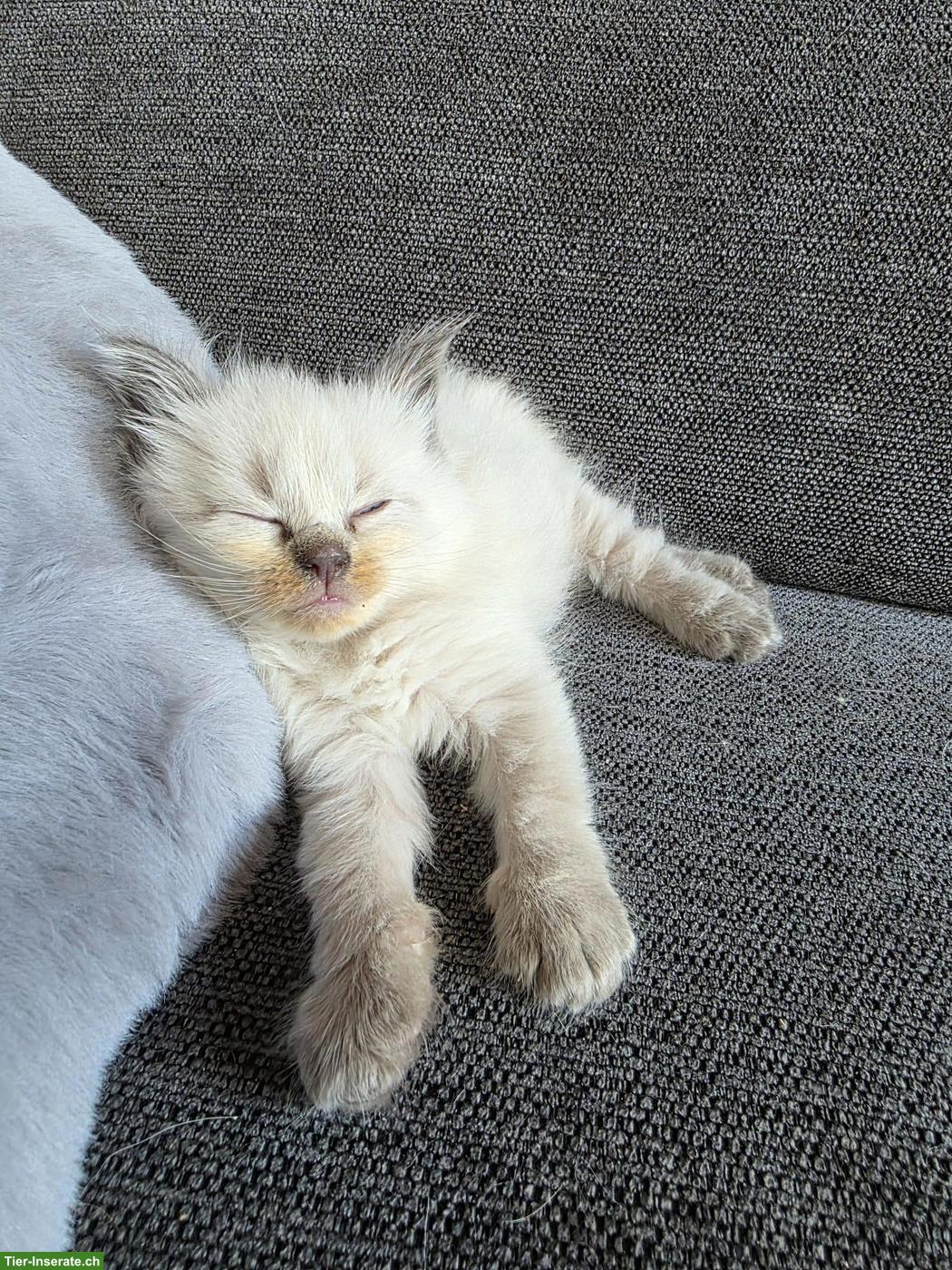 Bild 8: Maine Coon x Ragdoll Mix Kitten abzugeben