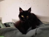 Wunderschöne Maine Coon x Birma Mix Katze