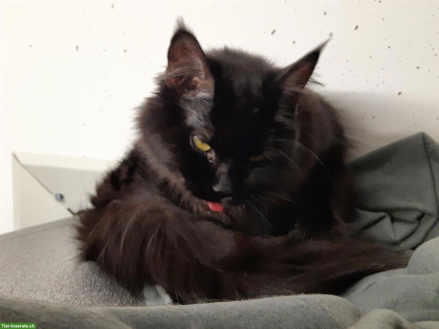 Bild 2: Wunderschöne Maine Coon x Birma Mix Katze
