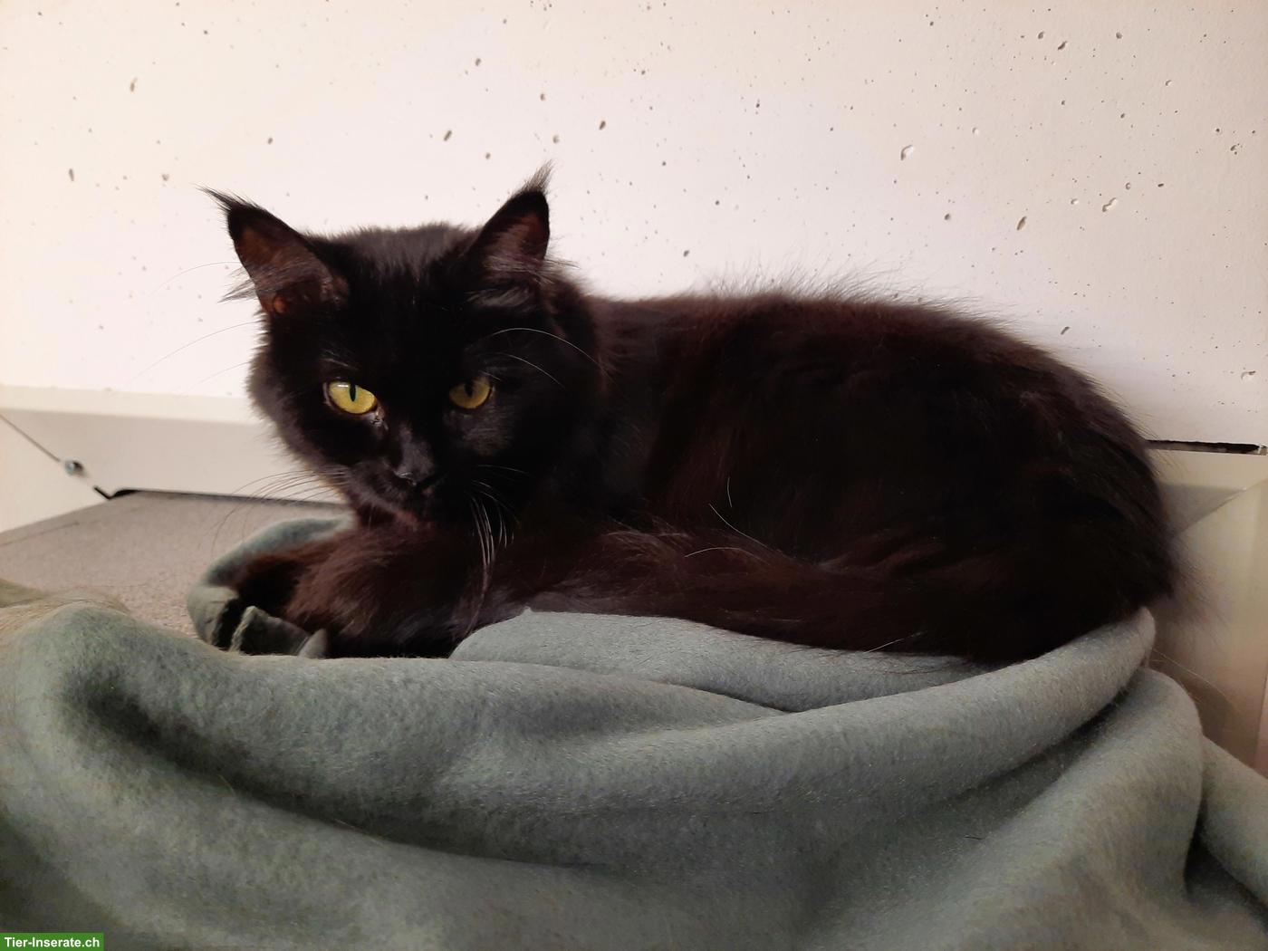 Bild 3: Wunderschöne Maine Coon x Birma Mix Katze