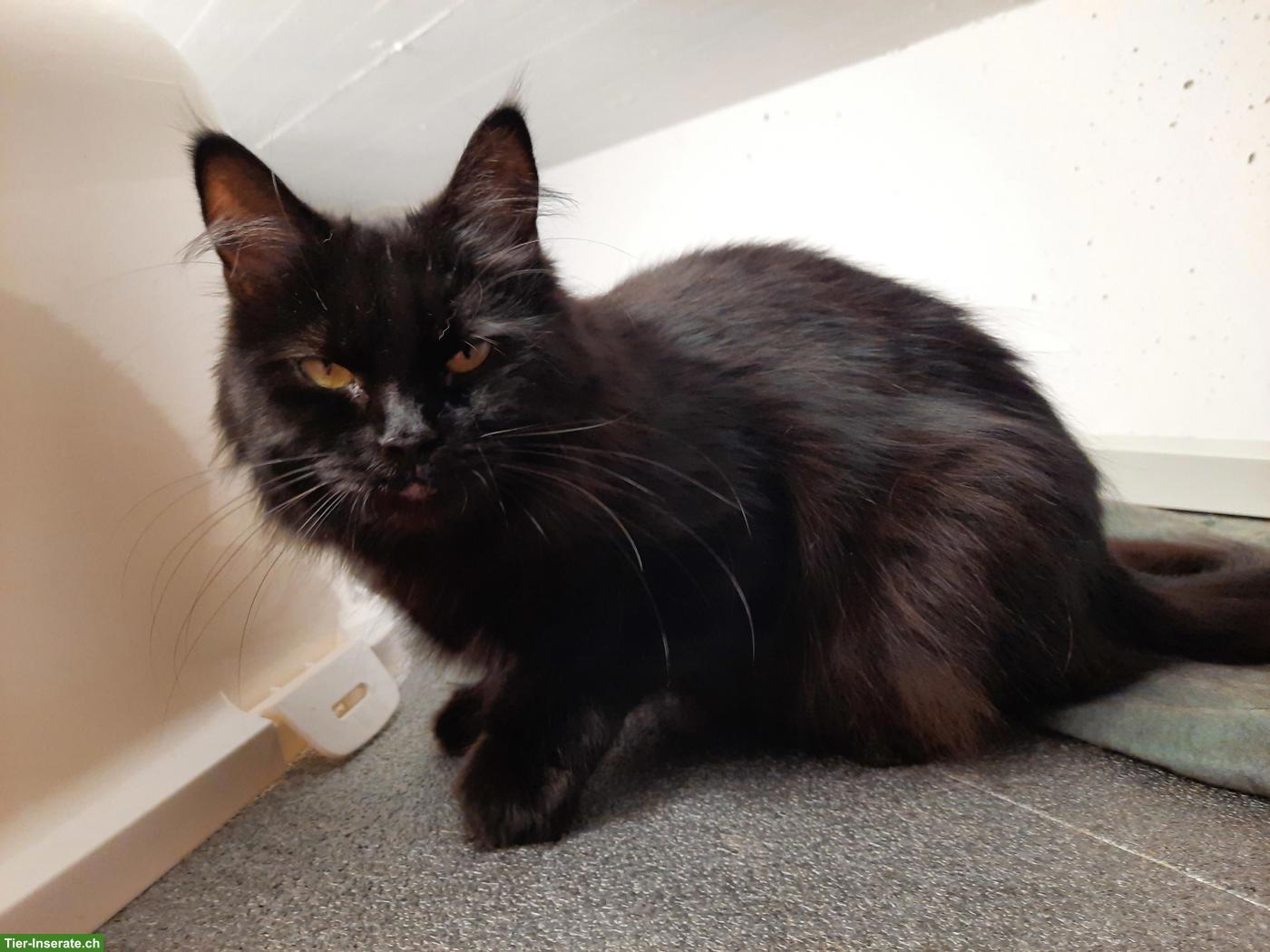 Bild 4: Wunderschöne Maine Coon x Birma Mix Katze