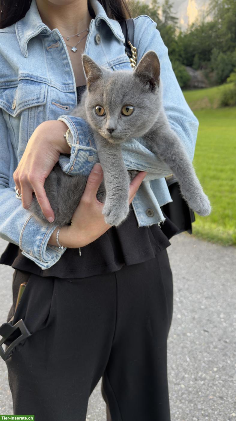 BKH Kater, 4 Monate, geimpft & entwurmt inkl. Zubehör