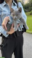 BKH Kater, 4 Monate, geimpft & entwurmt inkl. Zubehör