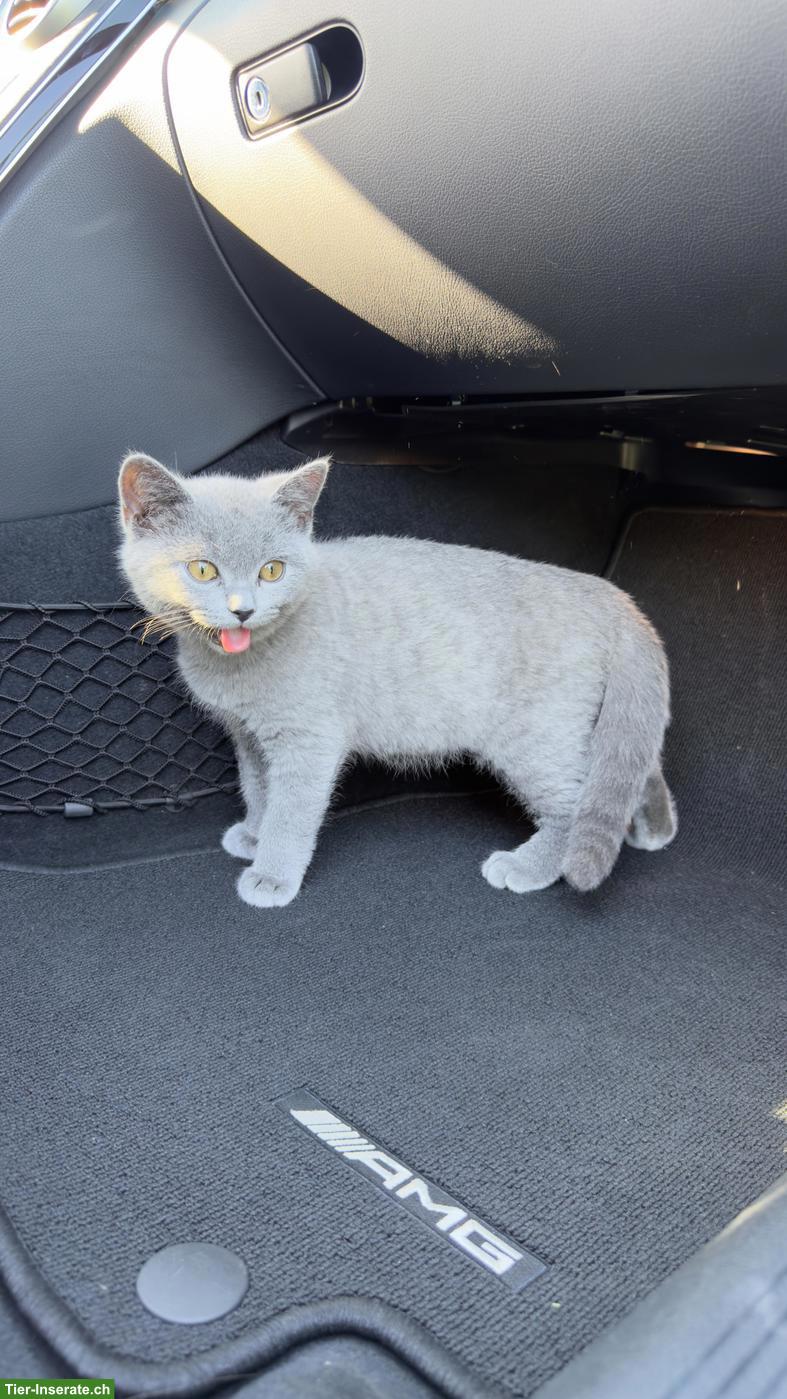 Bild 2: BKH Kater, 4 Monate, geimpft & entwurmt inkl. Zubehör