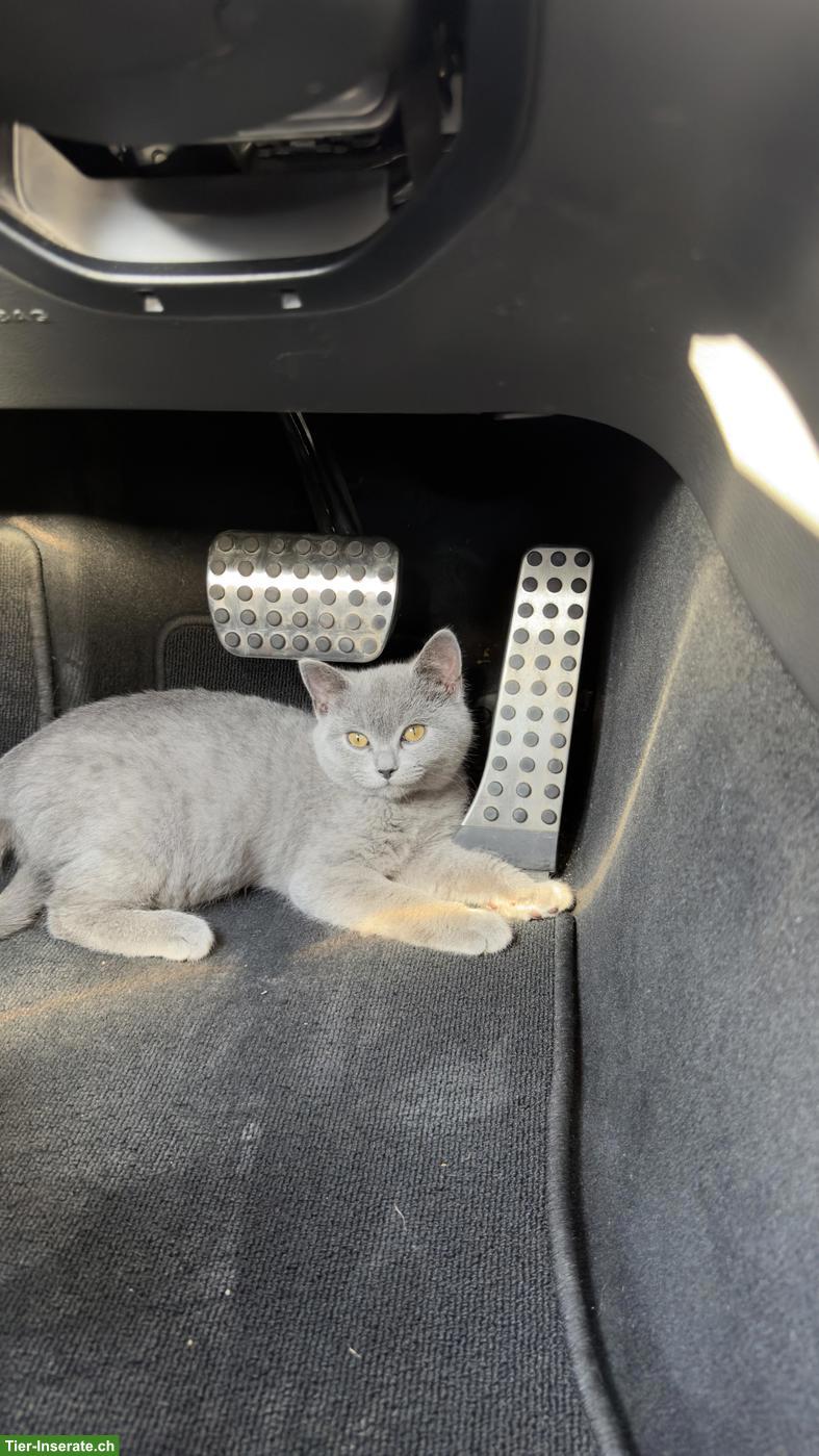 Bild 3: BKH Kater, 4 Monate, geimpft & entwurmt inkl. Zubehör