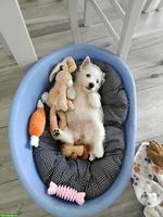 Wunderschöne West Highland White Terrier-Welpen (Westie)