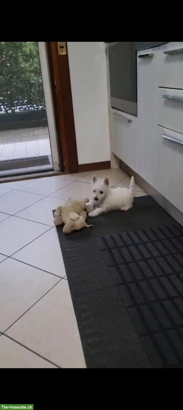 Bild 3: West Highland White Terrier Welpen (Westie), m & w