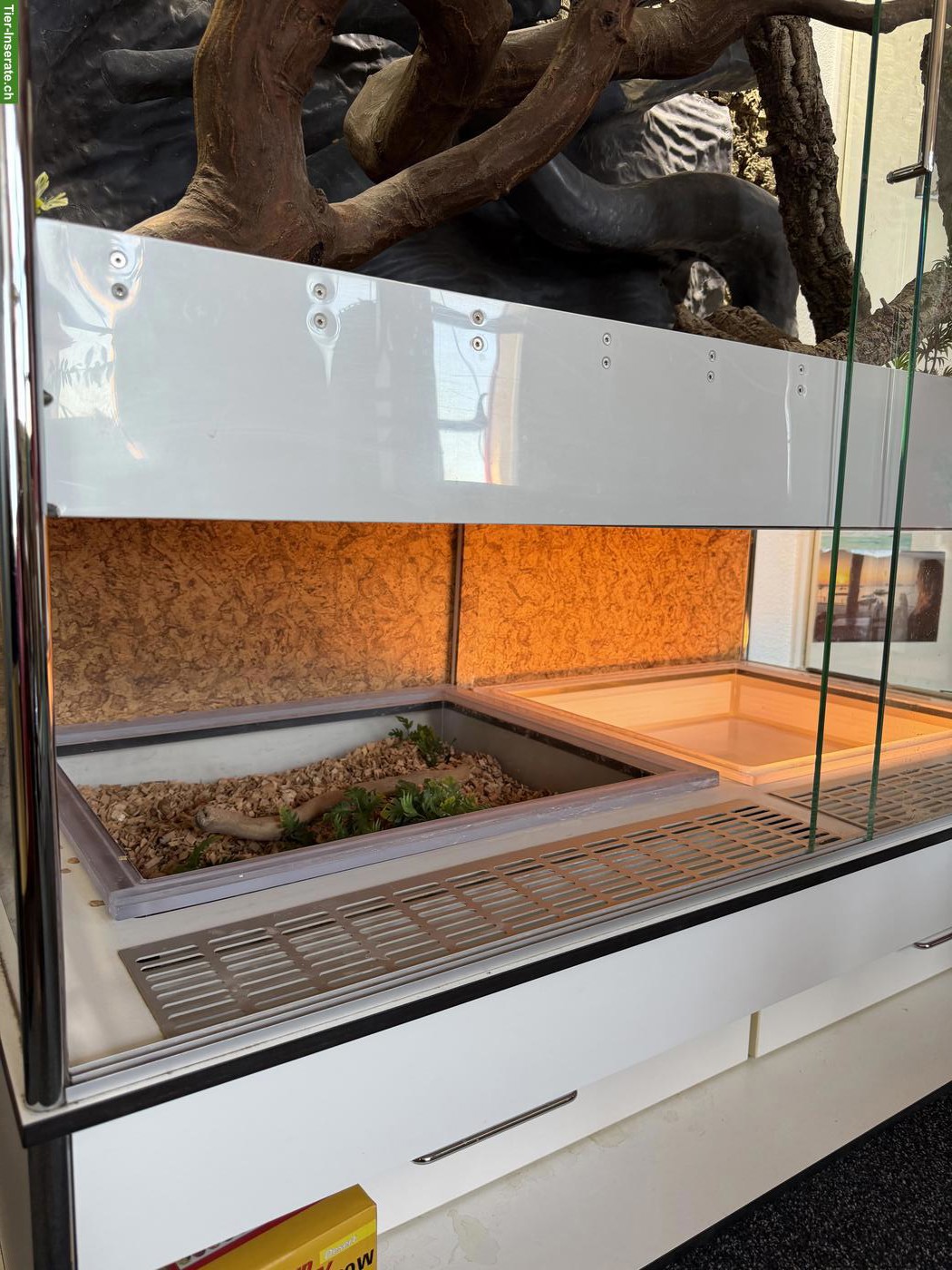 Bild 2: Grosses Glasterrarium für Reptilien zu verkaufen