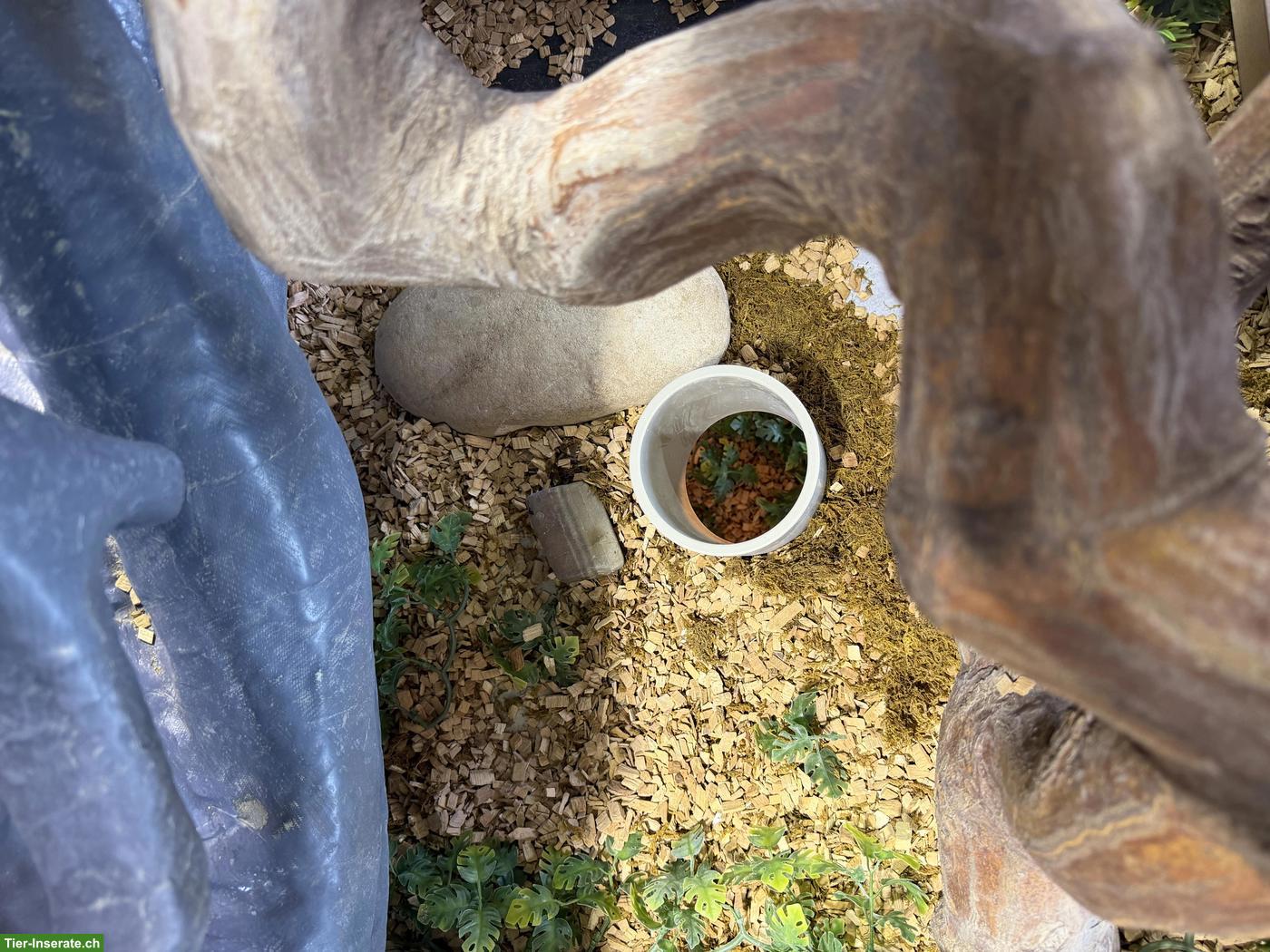 Bild 4: Grosses Glasterrarium für Reptilien zu verkaufen