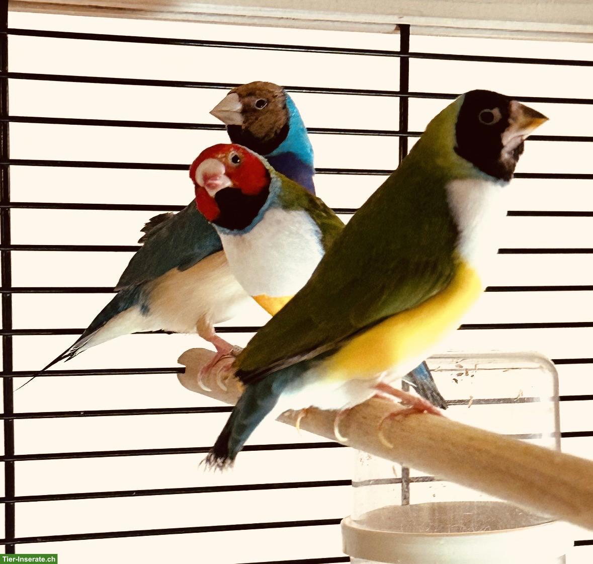 3 Gouldamadinen suchen samt schönem Käfig neues Zuhause🌈