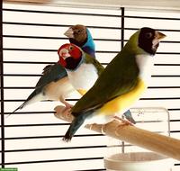 3 Gouldamadinen suchen samt schönem Käfig neues Zuhause🌈
