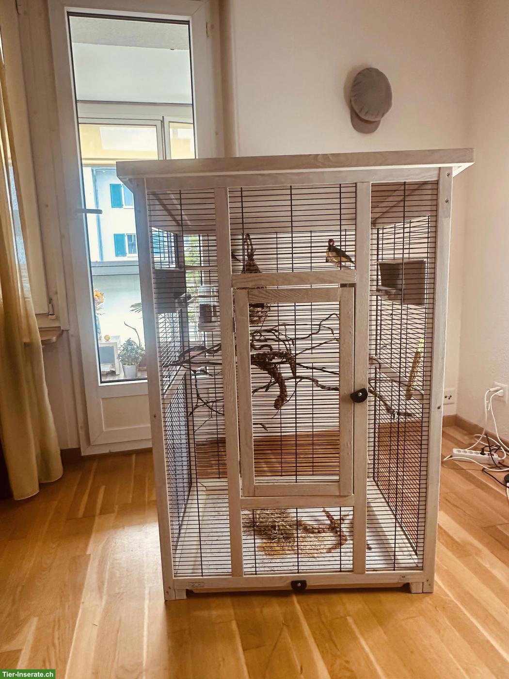 Bild 2: 3 Gouldamadinen suchen samt schönem Käfig neues Zuhause🌈