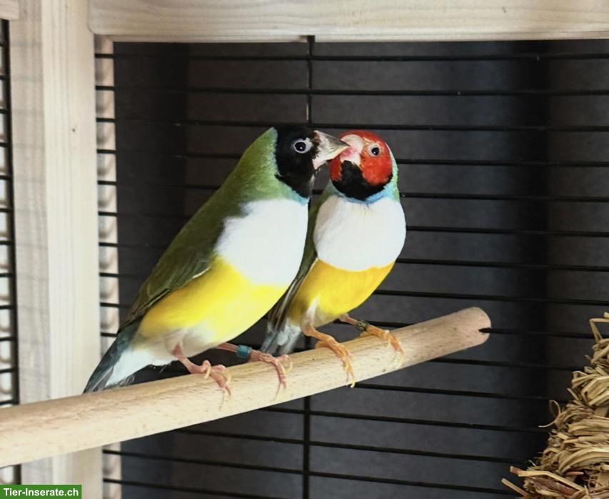 Bild 4: 3 Gouldamadinen suchen samt schönem Käfig neues Zuhause🌈